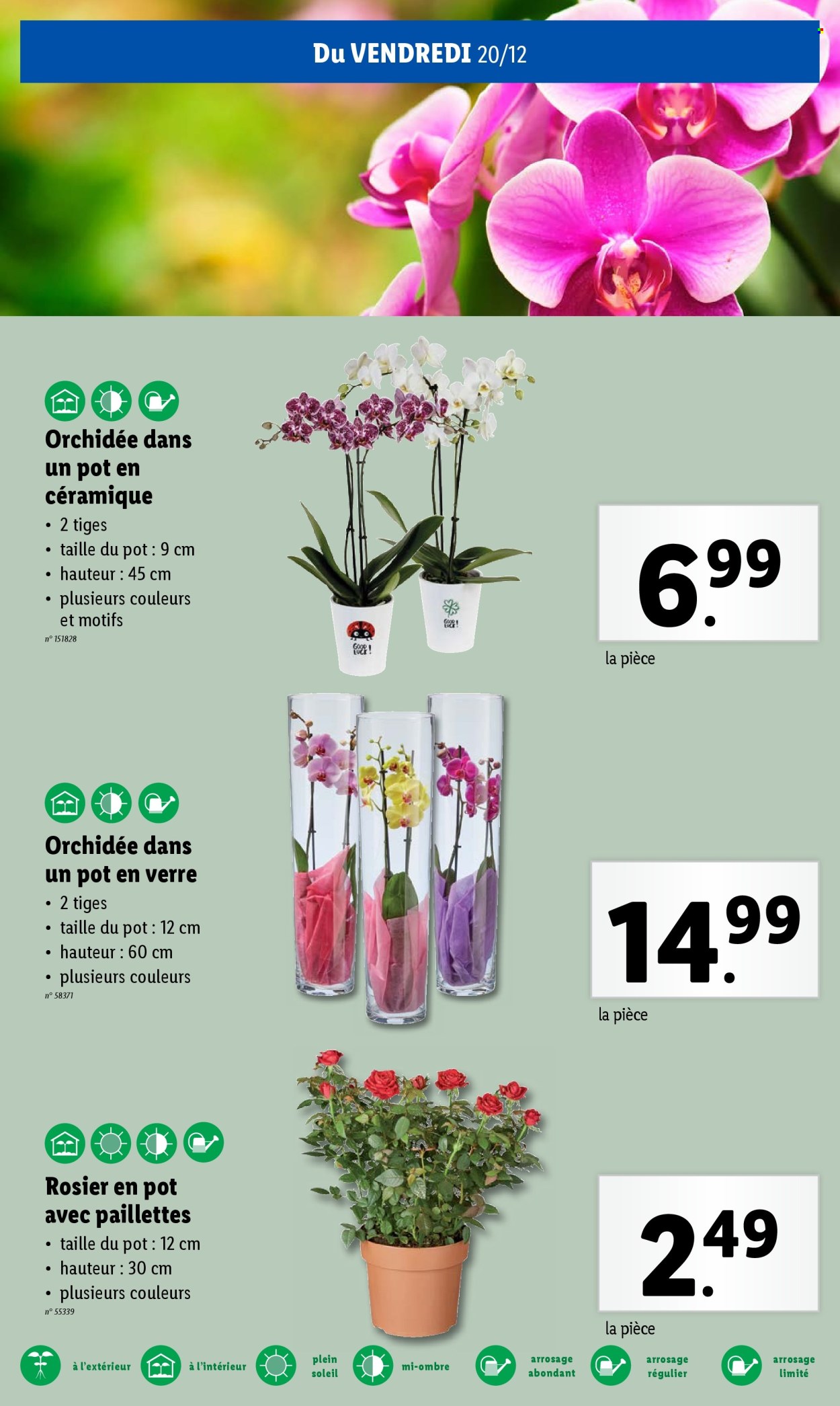 Lidl-aanbieding - 18/12/2024 - 24/12/2024. Pagina 1