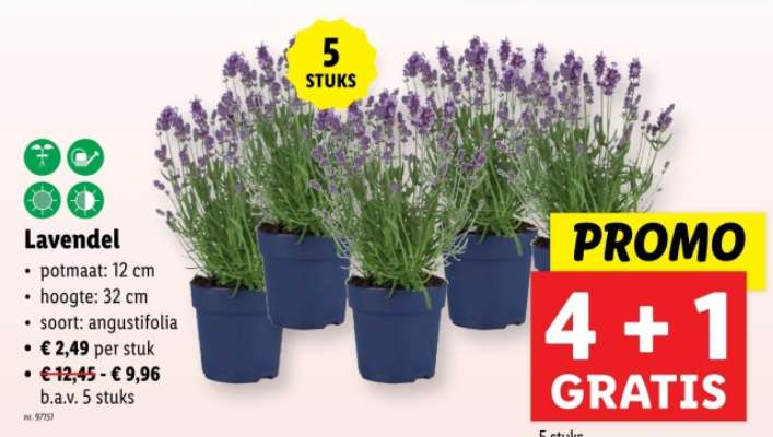 Lavendel