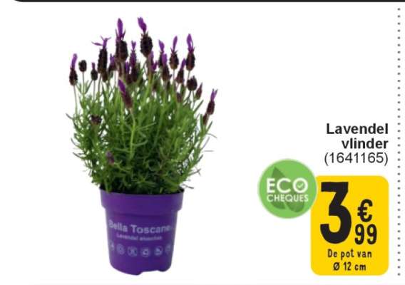 Lavendel vlinder